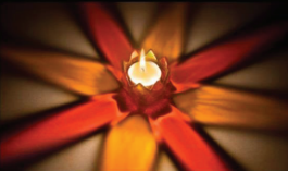 Lotus Glows Tea Lights